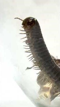 Meet Millie the Millipede