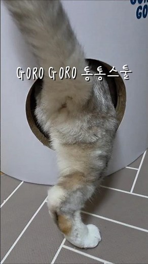 뚱냥이를 위한 숨숨집?! #GOROGORO #고양이 #숨숨집 #cat #catvideos #다묘가정