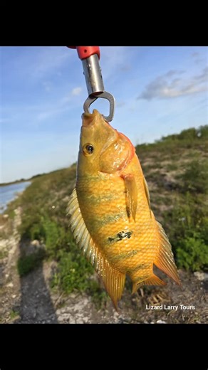 Lizard Larry 🦎 on Instagram: "What a wild day yesterday was. The wildlife was very much active! Such a large variety of species from peacock bass to crested caracaras. Make sure to name as many species as you in the comments! #lizardlarry #nature #florida #fyp #wildlife #everglades #southfloridaraw #conservation #reptiles #tourguide"
