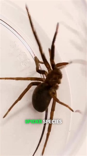 Can you identify which spider is which?! 🧐🕷 #brownrecluse #spiders #arachnids #bravewilderness | Brave Wilderness