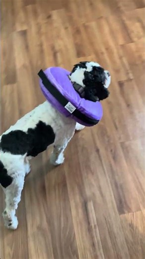 Roxy is much happier with this donut instead of the cone.