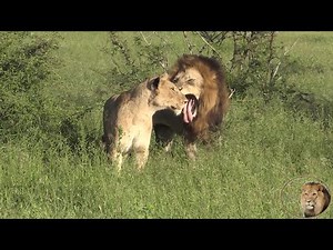 The Most Successful Lion Pride In Kruger National Park - Watch Them All