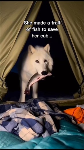 The coolest wolf video ever!😳❤️❤️ #wholesome #animals | StoryTime