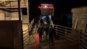 123 reactions | Ollie heading to Nothern Ireland this morning with fresh calved and incalf dairy heifers that we sourced for 3 different customers in counties Tyrone and Down. We have a very good supply of quality stock available . Phone or message 00353872576434 for more details . | cows.ie - David Clarke Livestock | Facebook