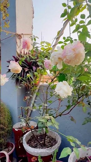 White Rose Blooming 🤍 Terrace Garden Full of Roses | Pure Floral Beauty #rose #flowers #viral #yt