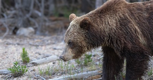 New details after 2 hikers injured by grizzly bear in Yellowstone National Park
