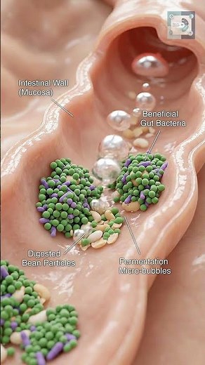 What Happens Inside Your Body When You Eat Beans? #digestivehealth #humanbody #healthyeating