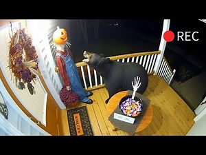 Ep.2 🐻Don't scare the bears 🎃 Bears scared by halloween decorations (CCTV)
