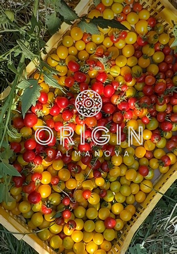 Yes, we grow our own. 34 kilos of tomatoes in one day - hand-planted, hand-picked, sun-kissed and pesticide-free. Straight from our farm in Calvia to your rooftop plate at Origin. No shortcuts. No nonsense. Just proper flavour with a view. This is what farm to fork really looks like — and yes, we're a little proud of it. Reservations: https://www.originpalmanova.com/ #mallorca #palmanova #calvia #spain