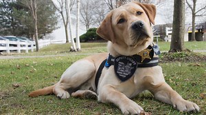 Franklin County deputies honor therapy dog Mattis K9 after death