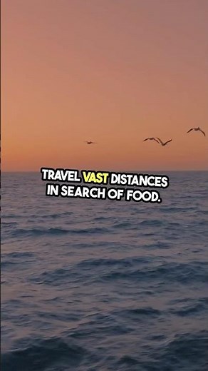 Earth's Biggest Wingspan? Meet the Albatross! #Shorts