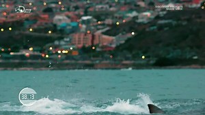 20K views · 129 reactions | MAN vs SHARK! AMAZING pictures of 23 X Olympic gold medallist @MichaelPhelps racing a great white shark over 100m - WATCH to see who won! 麗‍♂️ BTW the shark was digitally created! Thanks to @discoveryuk for the footage. | BBC Breakfast | Facebook