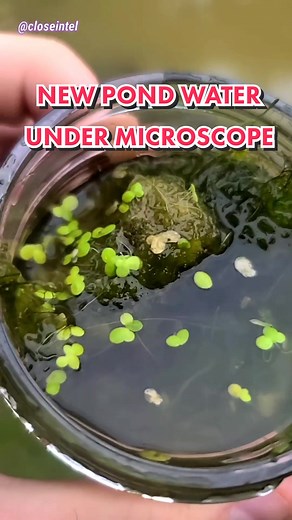 Exploring New Pond Water Under Microscope