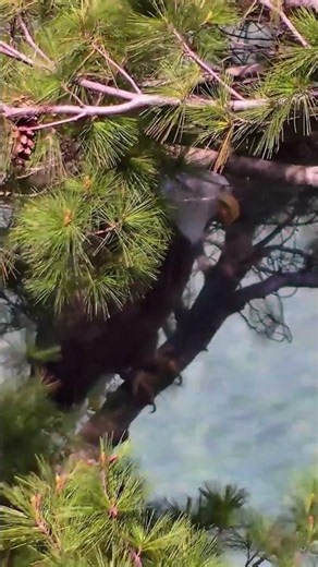 He's Back! Dad Harry Returns to Shoreline Perch After Nest Collapse 🦅 #shorts