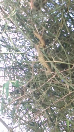 Dako na guro ni cya karon asa na kaha ni 🤣? Halo/ebin 😔 | Meme Lambon Abeso