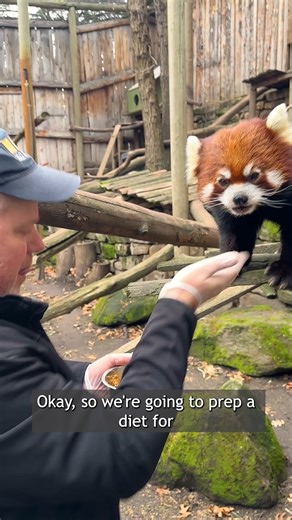 90K views · 6.1K reactions | Meet Jasper, one of Zoo Boise’s current red pandas. He’ll soon be moving into the brand-new Virginia R. Bartak Red Panda Passage, opening Wednesday, May 14! Jasper is missing some teeth, so to make sure he gets all the nutrients he needs, our animal care team prepares a special diet just for him- affectionately known as "Jasper Mash". | Zoo Boise | Facebook
