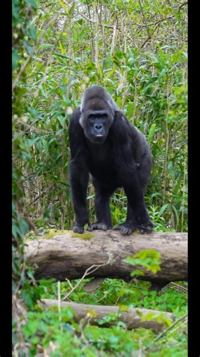 The Gorillas are Home! New African Forest at Bristol Zoo Project