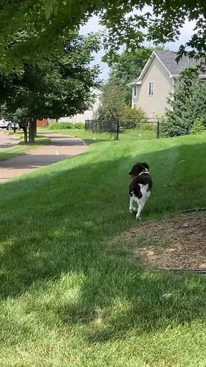 4.1K views · 234 reactions | Who said training your dog to your outdoor pet fence has to be boring? Adam, our lead trainer in Minnesota, likes to use his remote control cars as the perfect distraction test when working with clients. Why? "Anytime you can be in control of the distractions when training your dog, means you get to practice and see results before a live unexpected test!" | Invisible Fence Brand | Facebook