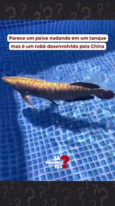 A empresa chinesa Robosea criou um drone subaquático semelhante a um peixe chamado “Robo-Fish”. O drone foi apresentado numa exposição militar em julho de 2021, mas a empresa tem em mente outro mercado-alvo. A empresa espera que o Robo-Fish incentive os parques aquáticos a evitar a compra de peixes ameaçados de extinção, ao mesmo tempo que o torna chamativo para os turistas.#robofish #china #tecnologia | Já Imaginou Isso?