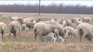 Sheep herders feel drought pain | CNN