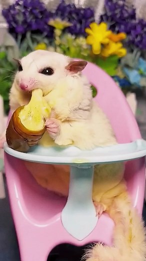 Momen Menggemaskan Sugar Glider Makan Keju Bug