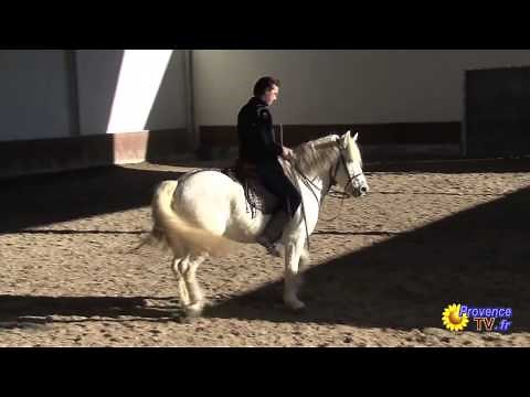 Initiation au dressage Chevaux Camargue