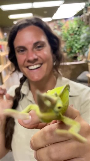 The Reptile Zoo on Instagram: "Mini Triceratops?😳 This guy is one of the coolest little reptiles today, the Jackson’s Chameleon! 🦎💚 Such a beautiful bright green color and check out those massive horns on his head 😮🦏 He seriously looks like a mini triceratops from the jungle 😄🌿 Chameleons always have such unique personalities and lots of sass for some reason😅 This one was curious about the cameraman👀"