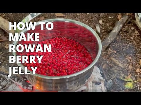 How to Make Rowan Berry Jelly