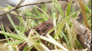 Mexican Plateau horned lizard (Phrynosoma orbiculare) observing in the grass