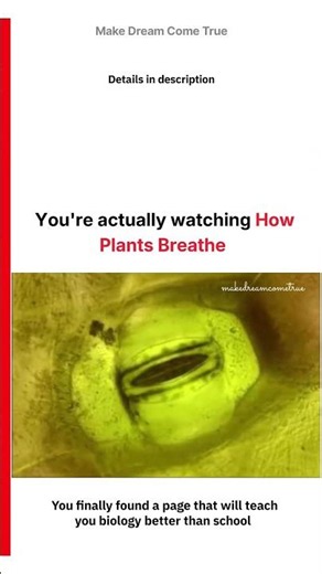 🌿 You're actually watching How Plants Breathe 🔬 | MDCT