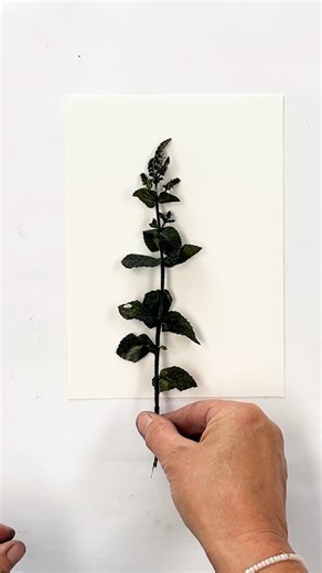 🌿Calming Mint💚 Its been a bit of a crazy week so I felt the need for some calming Mint tea and my garden mint is still going strong spreading like wildfire and taking over the garden… it has many culinary and medicinal uses and of course for printmaking! Mint contains rosmarinic acid, a powerful antioxidant and anti-inflammatory compound, making it widely valued for its health benefits. Mint is often used to aid digestion, relieve headaches, and ease congestion. Small studies also suggest it m