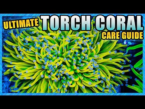 Torch Corals - Euphyllia Care Guide