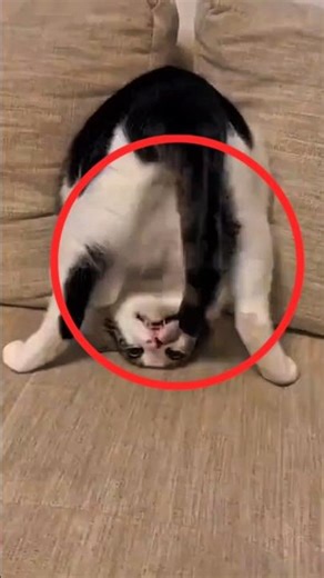 3 Surprising Signs Your Cat is Actually Happy💗😸 #youtubeshorts #cat