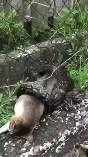 Python vs Feral Cat