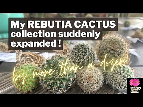 My Rebutia collection got a BIG BOOST! | New cacti in the mail | #cactus #rebutia