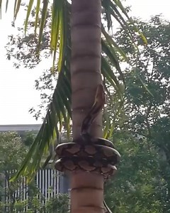 Pitón reticulada escalando una palmera🐍🌴 | Biología Al Instante