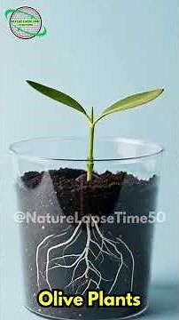Watch Olive Seeds Transform: Epic Time-Lapse from Germination to Bloom in Transparent Pots!