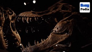 Elephant Bird හදන්න විද්‍යාඥයින් සූදානම් | The resurrection of Elephant Bird | Sinhala PEDIA සිංහල පීඩියා