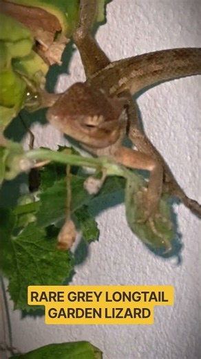 RARE GREY LONGTAIL GARDEN LIZARD #lizard #gardenlizard #nature