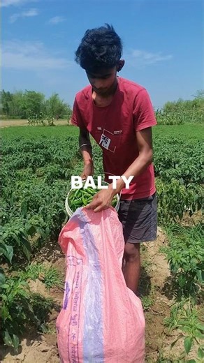 Ek Balti Mein Kitne Mirchi Hote Hain? 🌶️😱 #shorts #farming