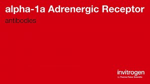 alpha-1a Adrenergic Receptor antibodies from Thermo Fisher Scientific