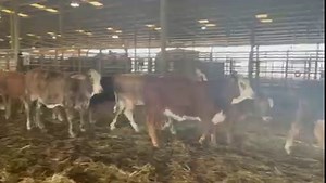 70 Tiger Stripe and Chocolate Braford Replacement Heifers open but are about ready for the Bull. These lovely ladie sale Thursday December 16, 2021 in Columbus Tx at Columbus Livestock Commission, in the Special Sale. If you are interested in the cattle but can't make the sale give me a call and I can help you. Clay Nohavitza 9795416703 Jacob 1 (979) 331-5288 | CowboySales.com