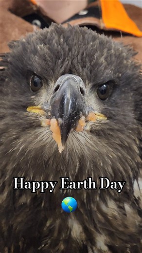 Happy #EarthDay from the Alaska Raptor Center #EarthDay #WildlifeConservation #YouCanMakeADifference