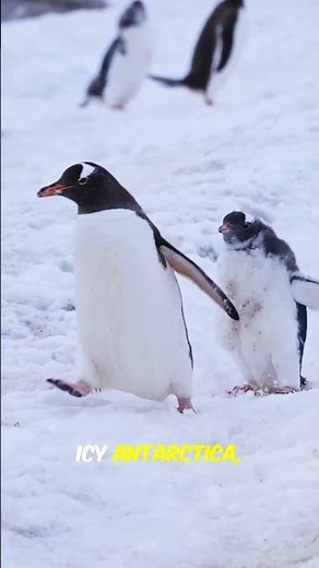 Learn About Penguins 🐧 | Animal Facts For Kids