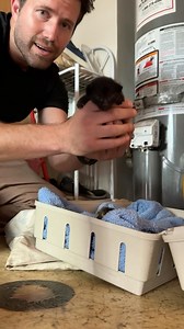 33K views · 8.5K reactions | Momma cat snuck into a back room through...