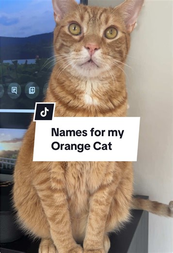 Nombres creativos para gatos naranjas