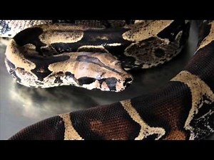 Reptiles: handling large snakes