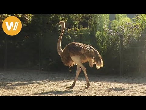 Strauß | Unsere Tierwelt (Kurze Tierdokumentation)