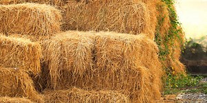 Do You Know A Little Something About Agriculture?