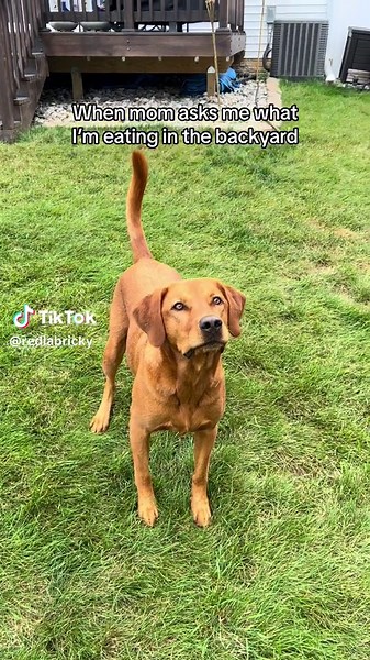 Definitely not rabbit poop or mulch